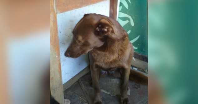 Cachorro deprimido ficou sozinho em abrigo por 2 anos e cheiro familiar reconhecido
