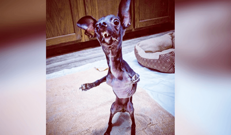 Resgatadora de cães não conseguia parar de chorar depois de encontrar cachorrinho deformado enrolado em cobertor